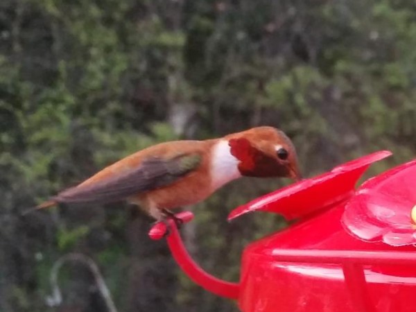 Rufous hummingbird