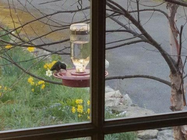 Ruby throated hummingbird