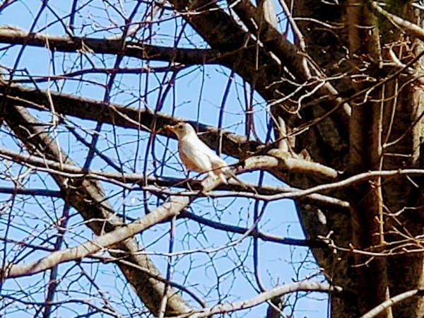 Albinistic or leucistic robin.