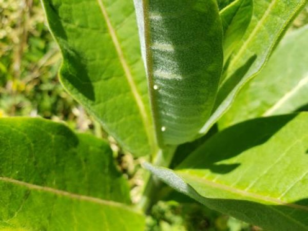 monarch eggs