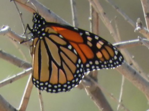 monarch