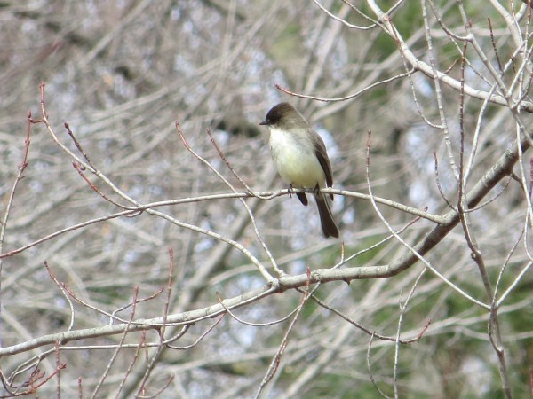 Eastern Phoebe Returns