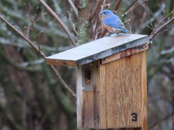 Eastern Bluebird