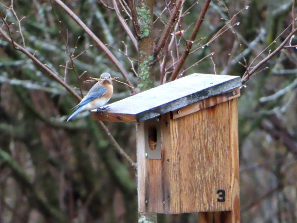 Female Bluebird