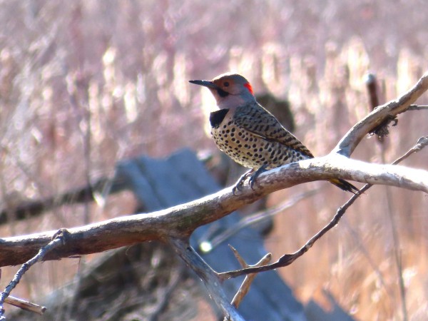 Male Northern Flicker