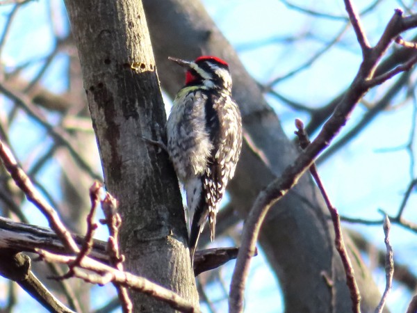 Yellow-bellied Sapsucker