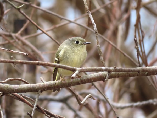 Ruby-crowned Kinglet