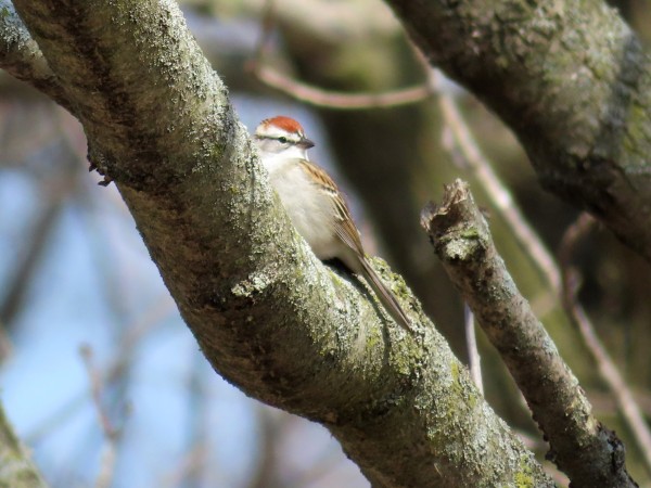 Chipping Sparrow