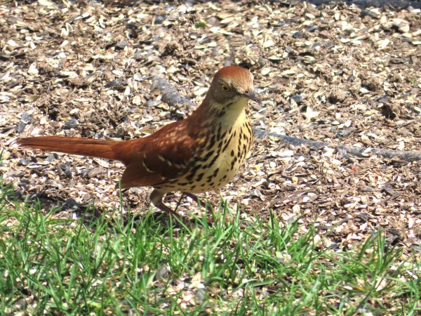 Brown Thrasher