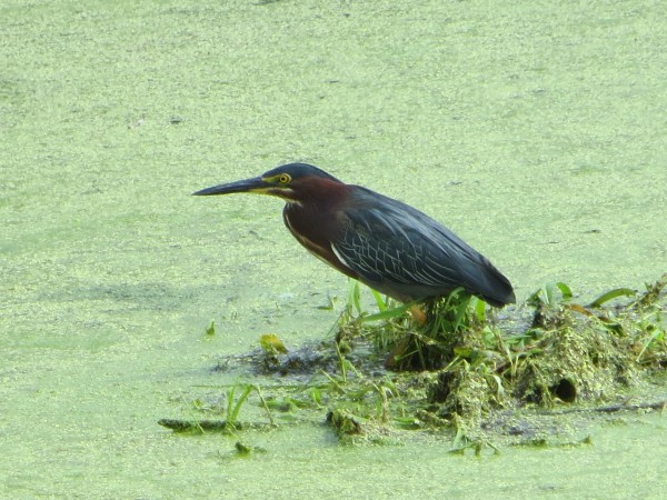 Green Heron