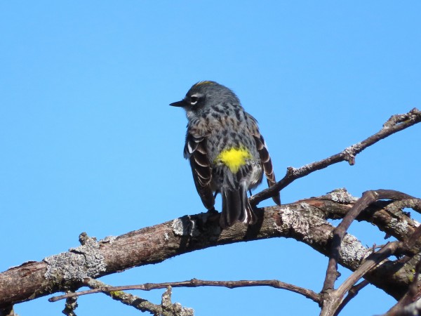 Yellow-rumped Warbler