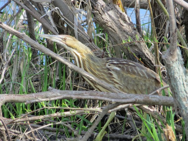 American Bittern