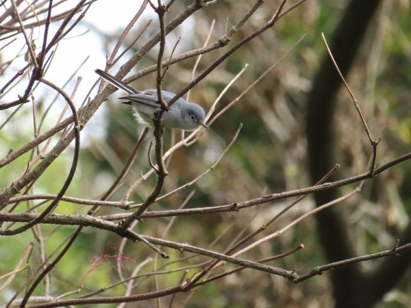 Blue-gray Gnatcatcher