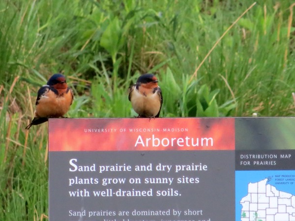 barn swallows