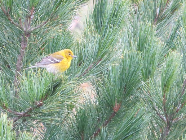 Pine Warbler