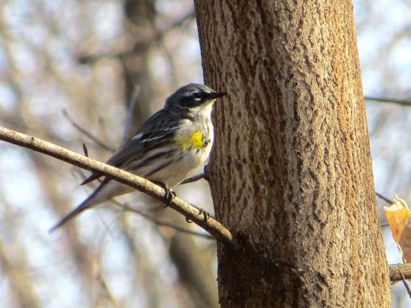 Yellow-rumped Warbler