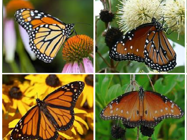 monarch compared to queen