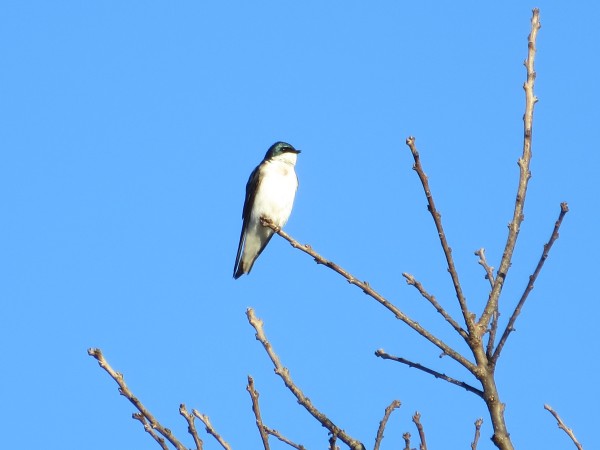 Tree Swallow