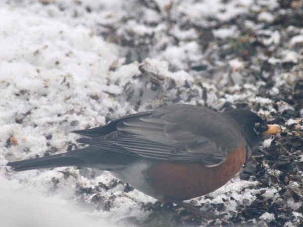 Robin in Alaska.