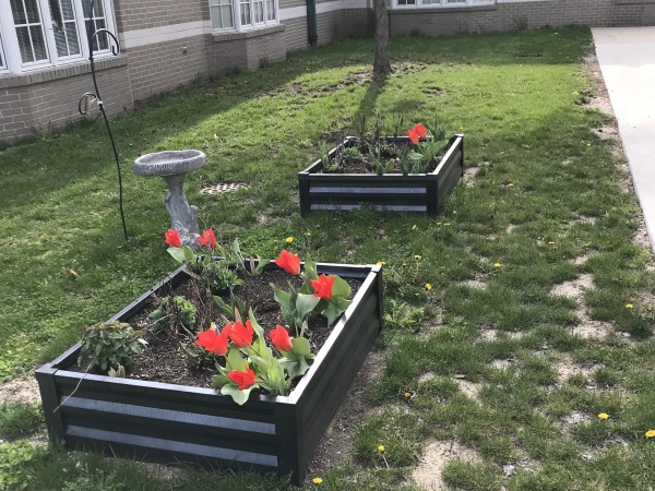 Blooming tulips at a school.