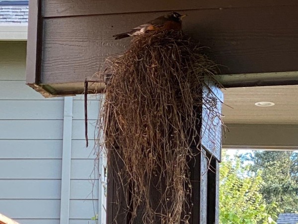 Robin sitting on nest.