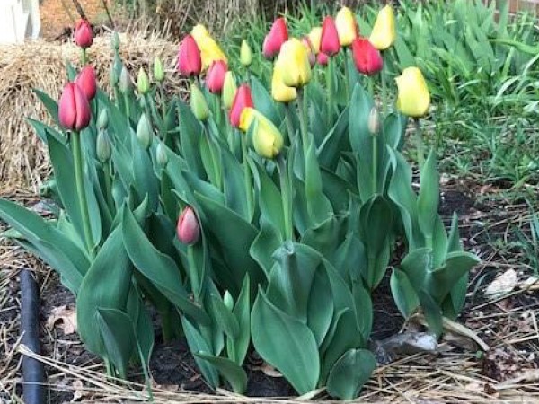 Red and yellow tulips blooming.