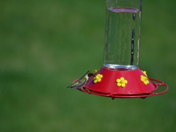 Ruby throated hummingbird