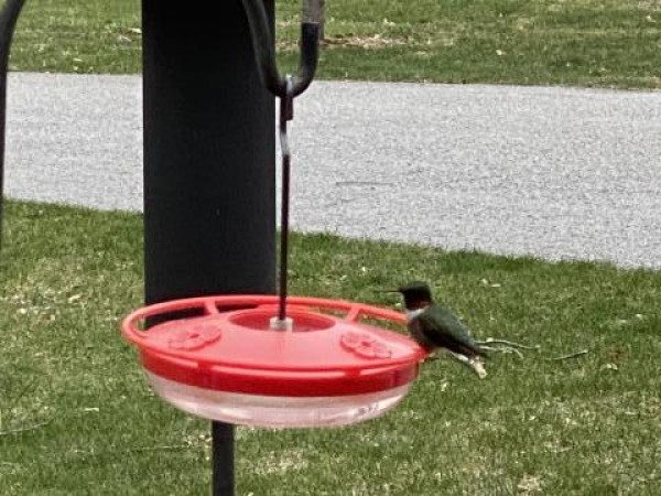 Ruby throated hummingbird