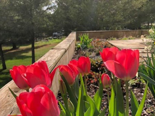 Tulips blooming.