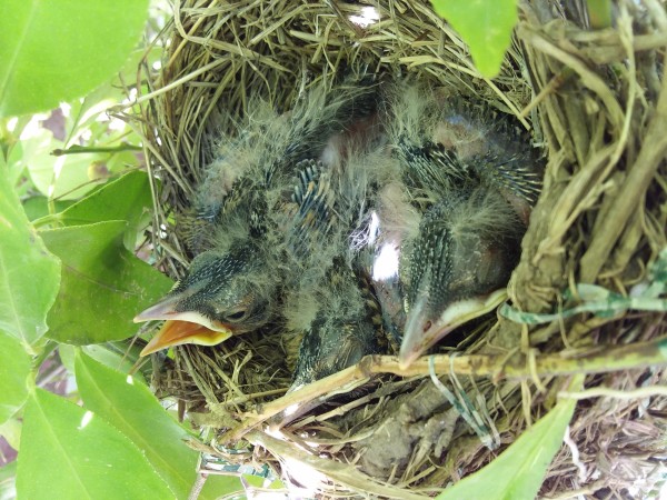 Baby robins in a nest.