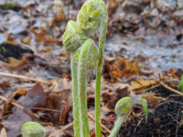 Fiddlehead Ferns.