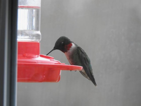 Ruby throated hummingbird