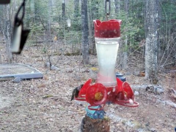 Ruby throated hummingbird