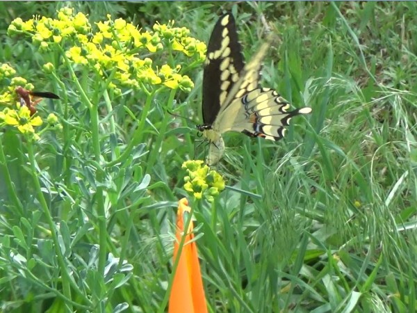 Giant Swallowtail.