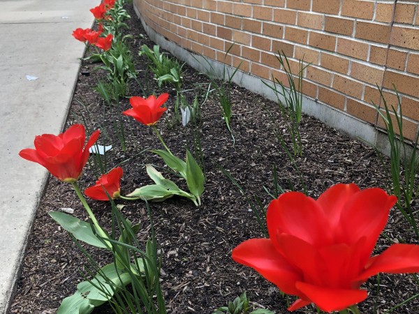 Tulips blooming next to sidewalk.