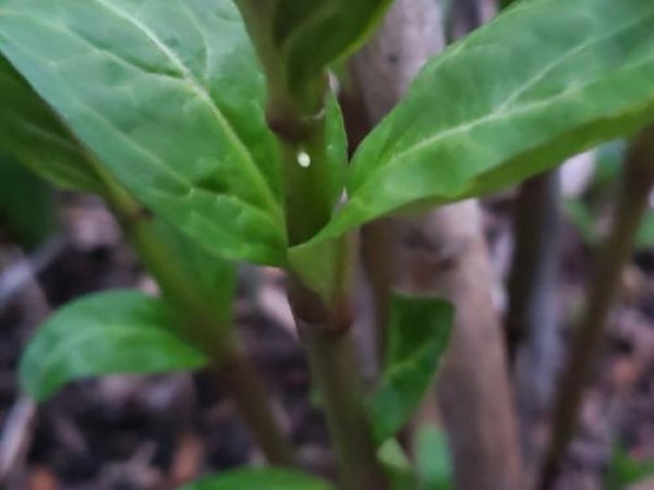 monarch egg