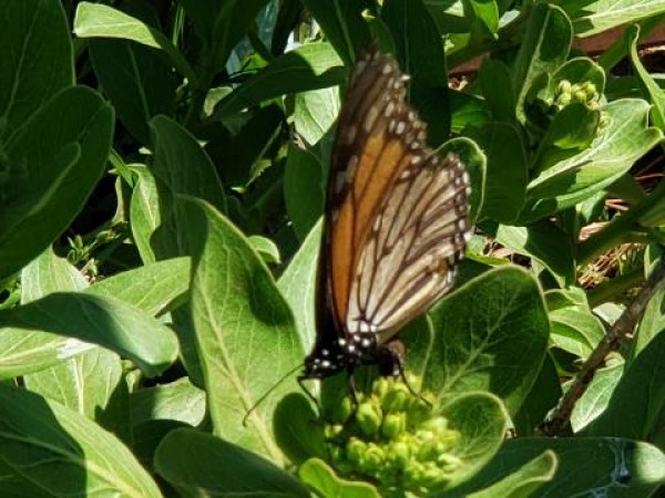 monarch