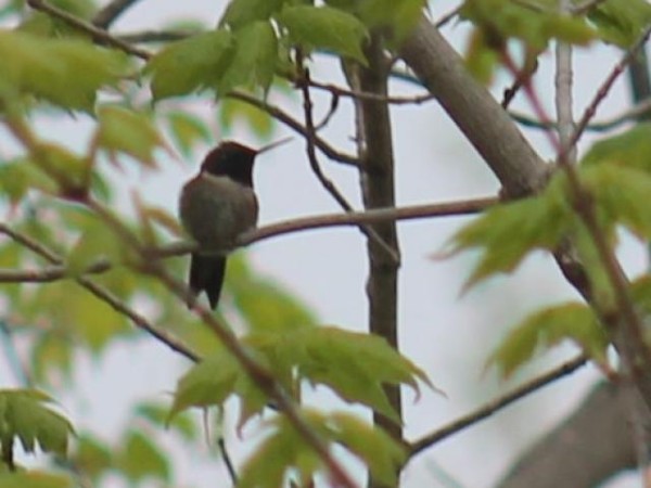 Ruby throated hummingbird