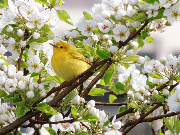 Yellow Warbler.