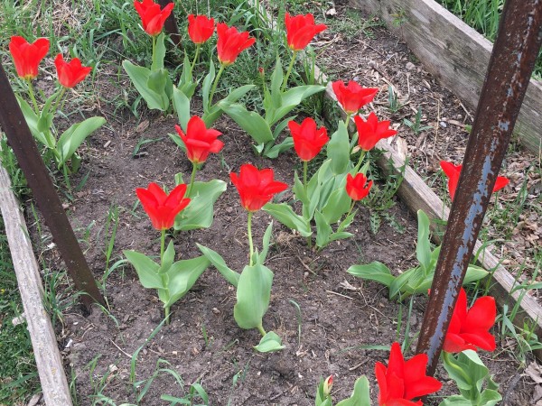 Tulips blooming in Decorah, Iowa.