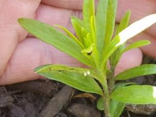 monarch eggs