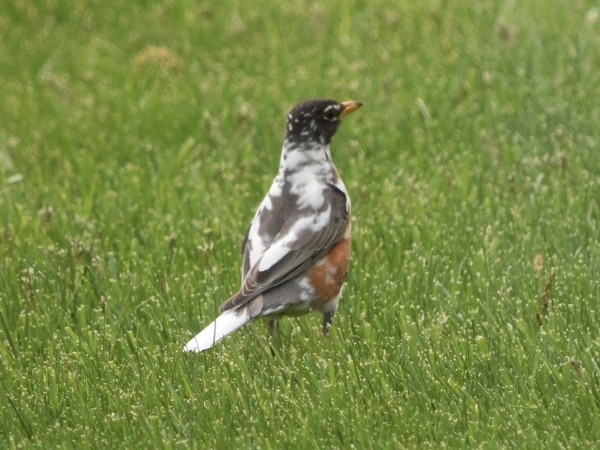 Leucistic robin.