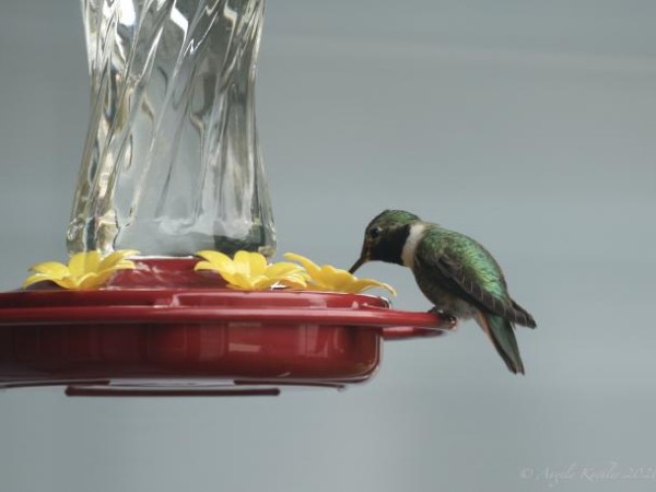 Broad-tailed Hummingbird