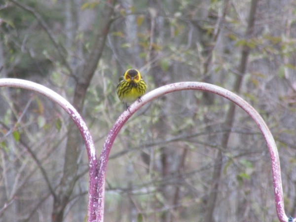 Cape May Warbler