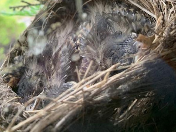 Baby robins in a nest.