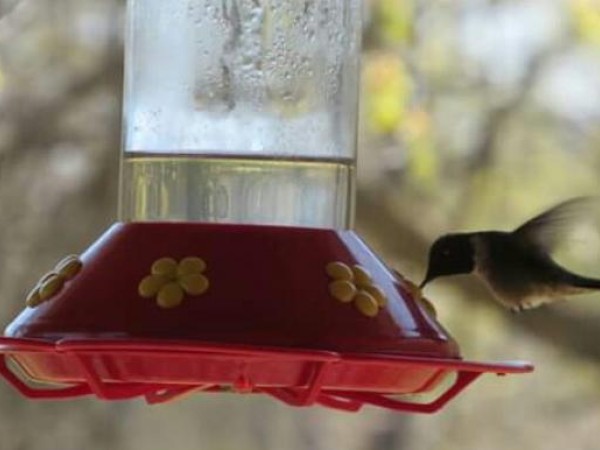 Ruby throated hummingbird