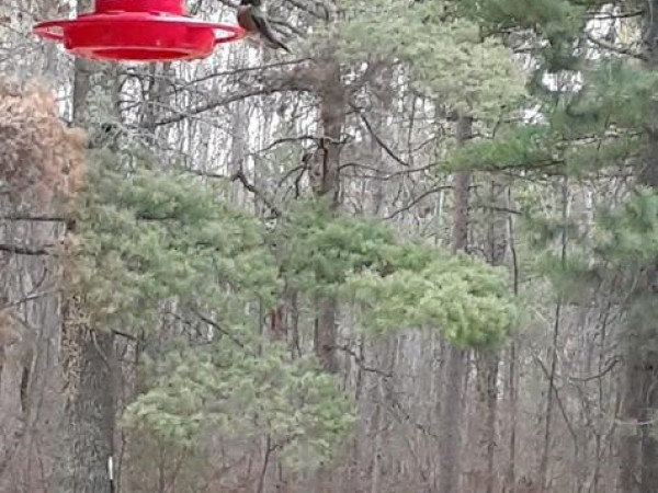 Ruby throated hummingbird