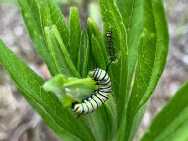 Monarch caterpillar