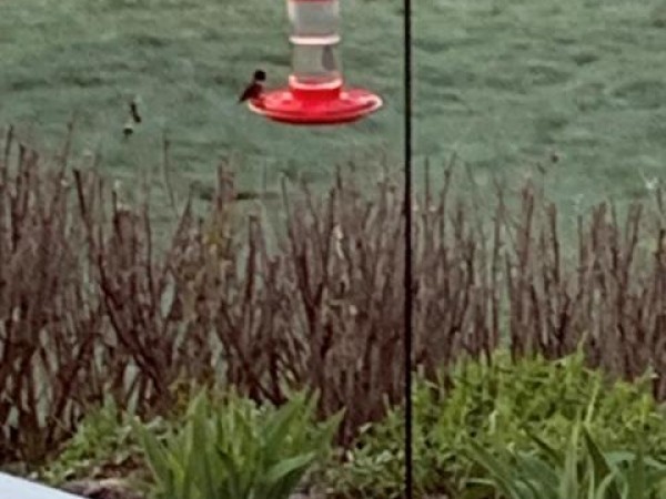 Ruby throated hummingbird