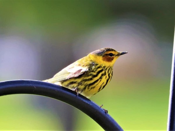 Cape May Warbler.